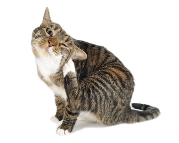 Pet Corner: Herbs for Healthy Skin